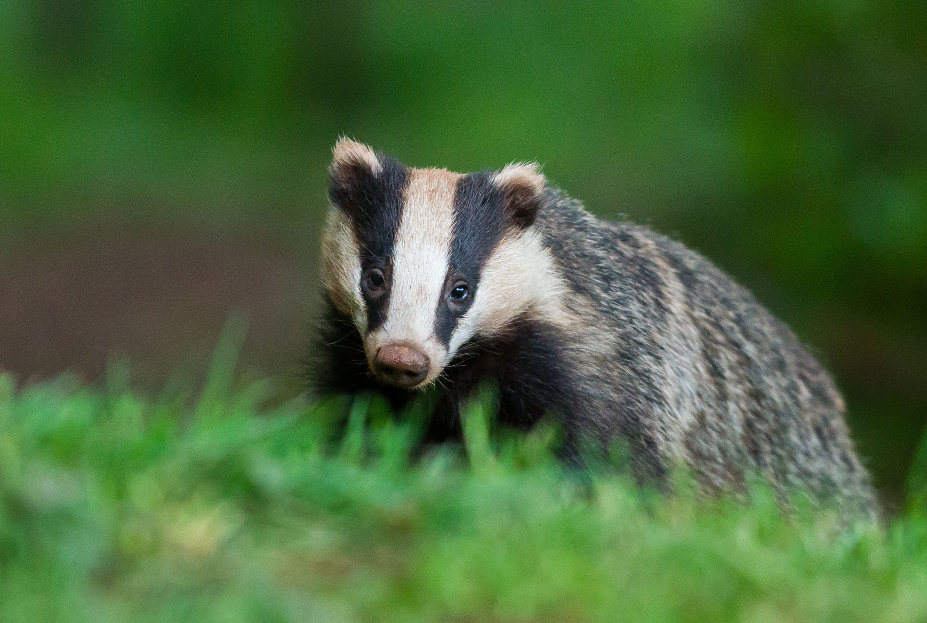 Plans To End The Badger Cull Still Diving The Rural Community | News ...